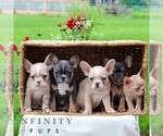 Small #1 French Bulldog