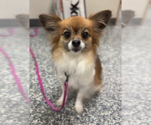 Paperanian Dogs for adoption in Bemidji, MN, USA