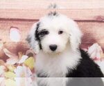 Small Photo #2 Sheepadoodle Puppy For Sale in MARIETTA, GA, USA