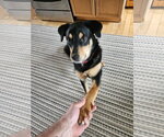 Small #1 Rottweiler Mix