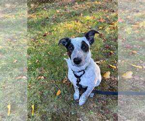 Mutt Dogs for adoption in pomfret, CT, USA