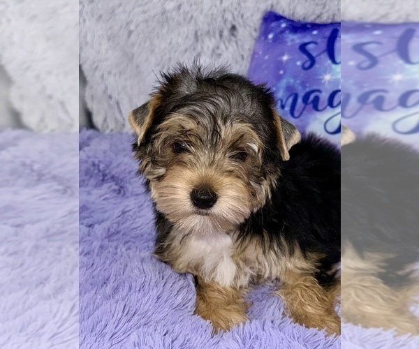 Medium Photo #2 Yorkshire Terrier Puppy For Sale in SANDY HOOK, KY, USA