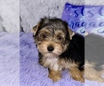 Small Photo #2 Yorkshire Terrier Puppy For Sale in SANDY HOOK, KY, USA