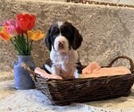 Small English Springer Spaniel