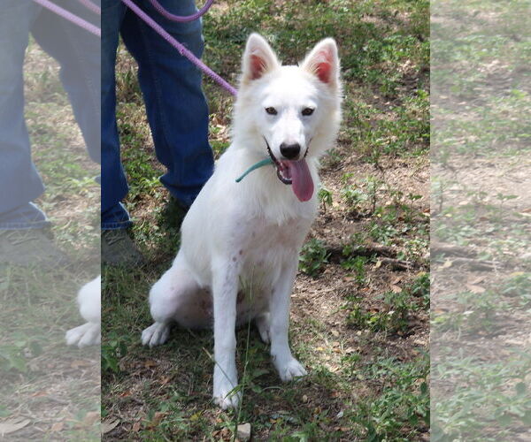 Medium Photo #4 American Eskimo Dog-Golden Retriever Mix Puppy For Sale in Bandera, TX, USA