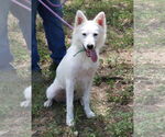 Small #3 American Eskimo Dog-Golden Retriever Mix