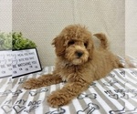 Small #3 Goldendoodle mix (+ Poodle Miniature)