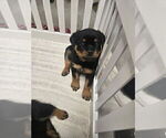 Puppy Blue Rottweiler