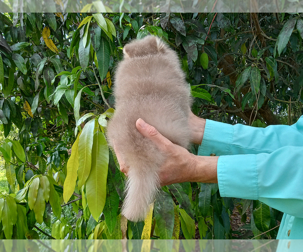 Medium Photo #10 Pomeranian Puppy For Sale in WEST PALM BEACH, FL, USA
