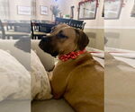 Small #16 Boxer Mix