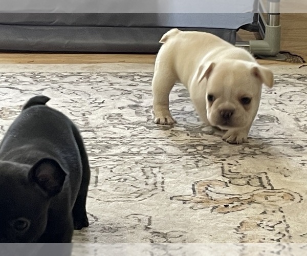 Medium Photo #4 French Bulldog Puppy For Sale in CLEARWATER, FL, USA