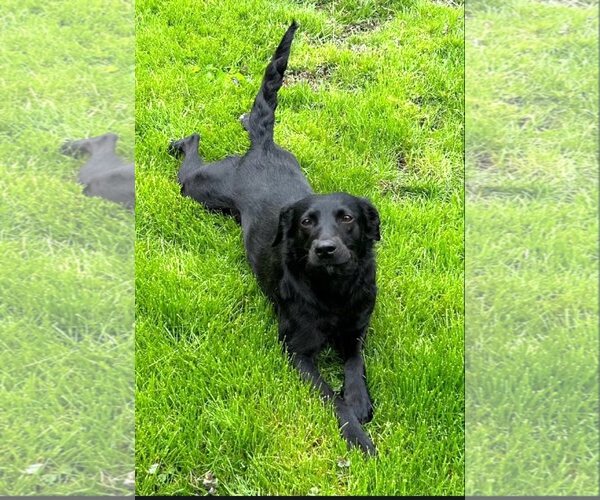 Medium Photo #2 Labrador Retriever-Unknown Mix Puppy For Sale in Wheaton, IL, USA