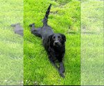 Small #1 Labrador Retriever Mix
