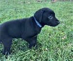 Puppy Blue German Shorthaired Lab