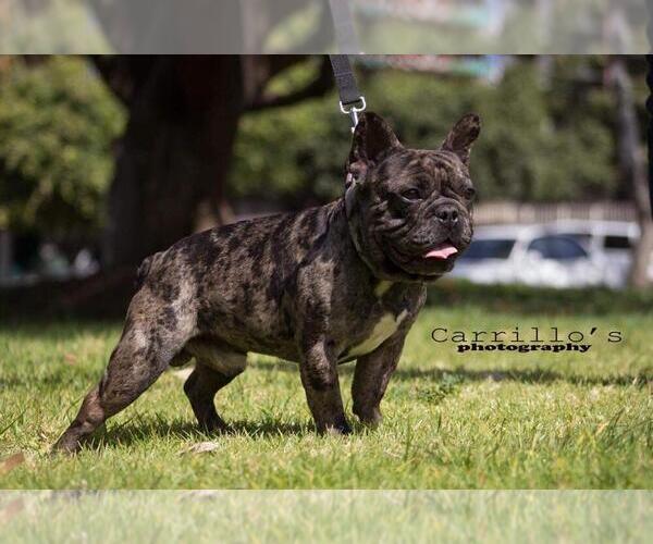 Medium Photo #2 English Bulldog Puppy For Sale in CHULA VISTA, CA, USA