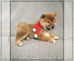Small Photo #10 Shiba Inu Puppy For Sale in FULTON, MO, USA