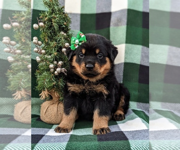 Medium Photo #3 Rottweiler Puppy For Sale in CHRISTIANA, PA, USA