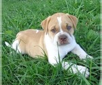 Small Photo #1 American Bulldog Puppy For Sale in SAINT CATHARINE, MO, USA