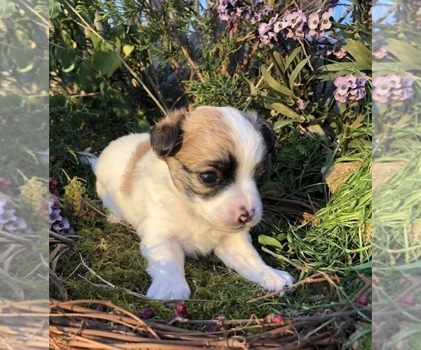 Medium Photo #9 Chihuahua Puppy For Sale in SHERMAN, TX, USA