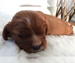 Small #8 Cavalier King Charles Spaniel