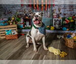Small #4 Staffordshire Bull Terrier