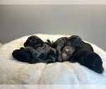Small Photo #6 Cockapoo Puppy For Sale in ROCHESTER, MN, USA