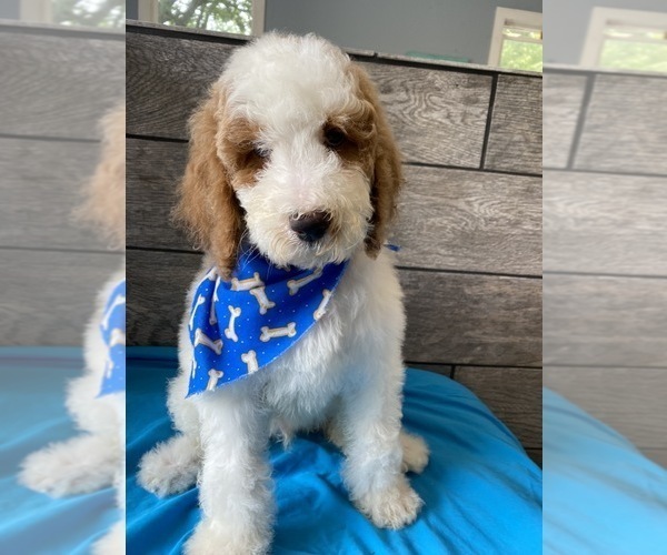 Medium Photo #3 Poodle (Standard) Puppy For Sale in RICHMOND, IL, USA