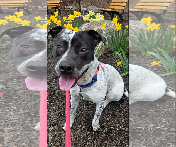 Medium Photo #10 American Pit Bull Terrier-Pointer Mix Puppy For Sale in Rockaway, NJ, USA