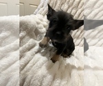 Small Photo #4 Miniature French Schnauzer Puppy For Sale in HOUSTON, TX, USA