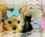 Small #1 Yorkshire Terrier