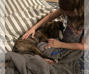 Junior - Male Plott Hound Dog for Adoption - Photo #7