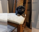 Small Photo #3 YorkiePoo Puppy For Sale in MCMINNVILLE, TN, USA