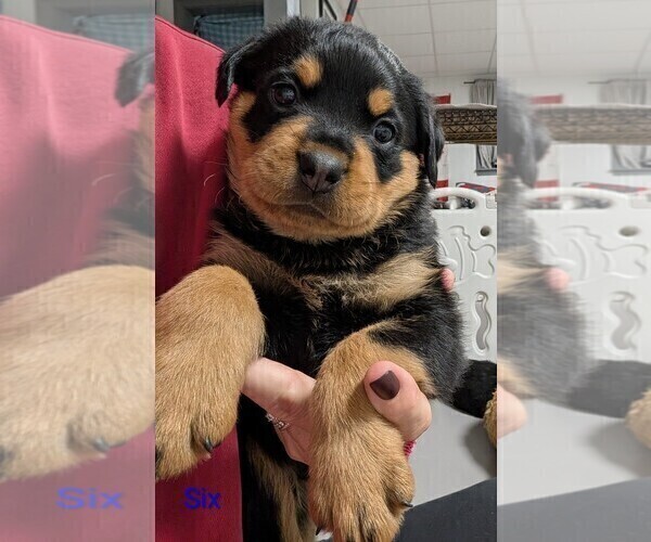 Medium Photo #7 Rottweiler Puppy For Sale in CANDIA, NH, USA