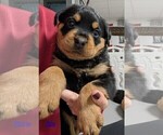 Small #6 Rottweiler