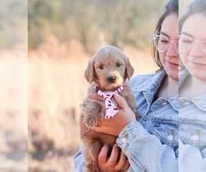 Goldendoodle Puppy for sale in AIKEN, SC, USA