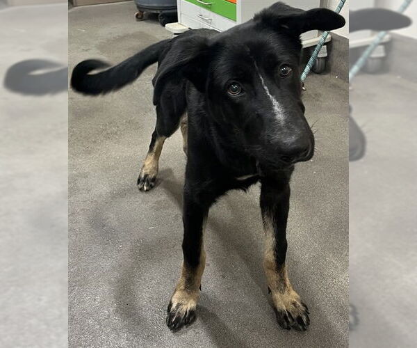 Medium Photo #1 German Shepherd Dog Puppy For Sale in Forestville, MD, USA