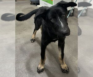 German Shepherd Dog Dogs for adoption in Forestville, MD, USA