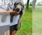 Small Photo #2 Weimaraner Puppy For Sale in GREENWICH, OH, USA