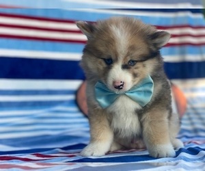 Pomsky-Shiba Inu Mix Puppy for sale in LANCASTER, PA, USA