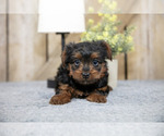 Puppy Trooper Yorkshire Terrier
