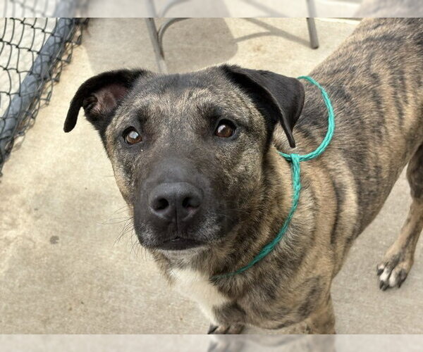 Medium Photo #1 Holland Shepherd-Unknown Mix Puppy For Sale in Tulsa, OK, USA