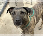 Small Holland Shepherd Mix
