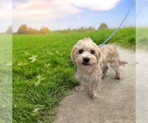 Havanese Dogs for adoption in Menifee, CA, USA
