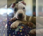 Small #6 Mutt