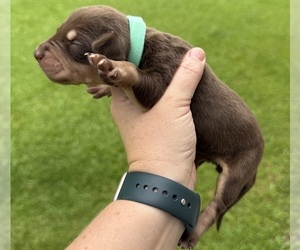 Medium Catahoula Leopard Dog
