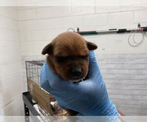 American Pit Bull Terrier-Unknown Mix Dogs for adoption in San Bernardino, CA, USA