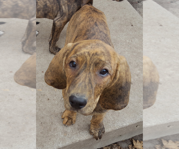 Medium Photo #1 Plott Hound Puppy For Sale in MIDVALE, UT, USA