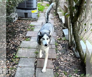 Xena #blue-eyed-beauty - Female Siberian Husky-Unknown Mix Dog for Adoption - Photo #3