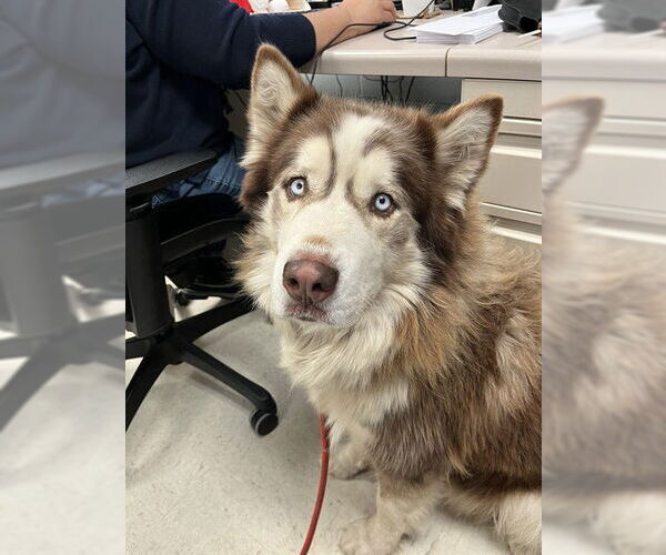 Medium Photo #1 Alaskan Malamute Puppy For Sale in Stockton, CA, USA