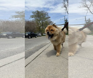 ADOPTED! - Male Chow Chow Dog for Adoption - Photo #7